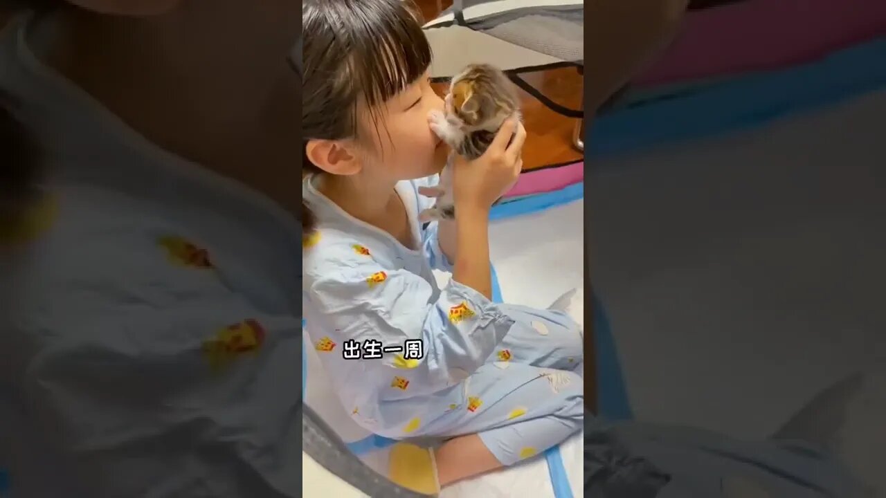 Record the cat's daily life, the cat world, something only cats can understand