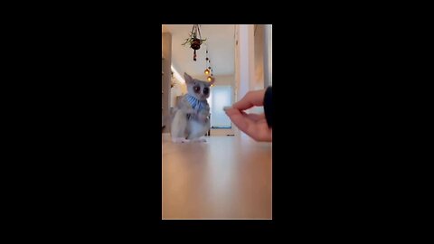 cute racoon