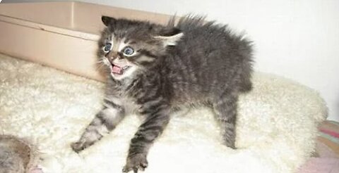 Ultimate Funny Cats and Dogs 😻🐶 Best Funniest Animal Videos Of The Week