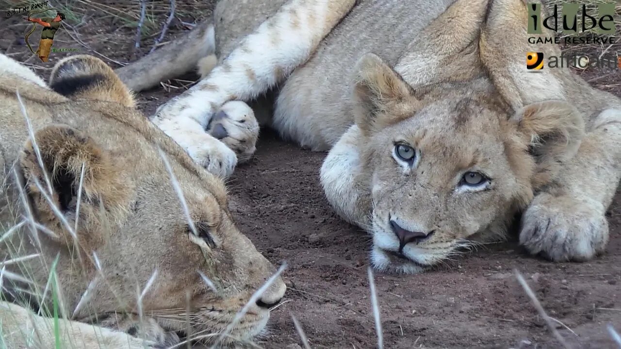 Daughters Of The Mapogo Lions - Rebuilding The Othawa Pride - 48: Relaxing On The Road