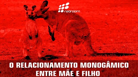 O RELACIONAMENTO MONOGÂMICO ENTRE MÃE E FILHO (RACCOONING RACCOON)