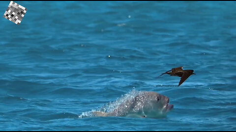 The Animal Kingdom: Bird vs Fish