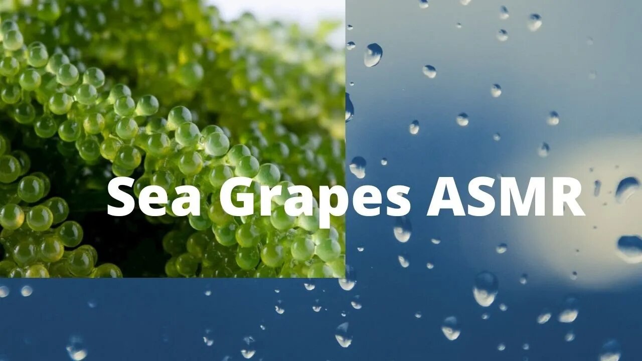 Sea Grap ASMR Video!