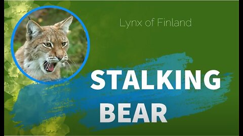 STALKING BEAR!