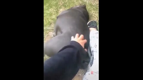 சோம்பேறி நாய்