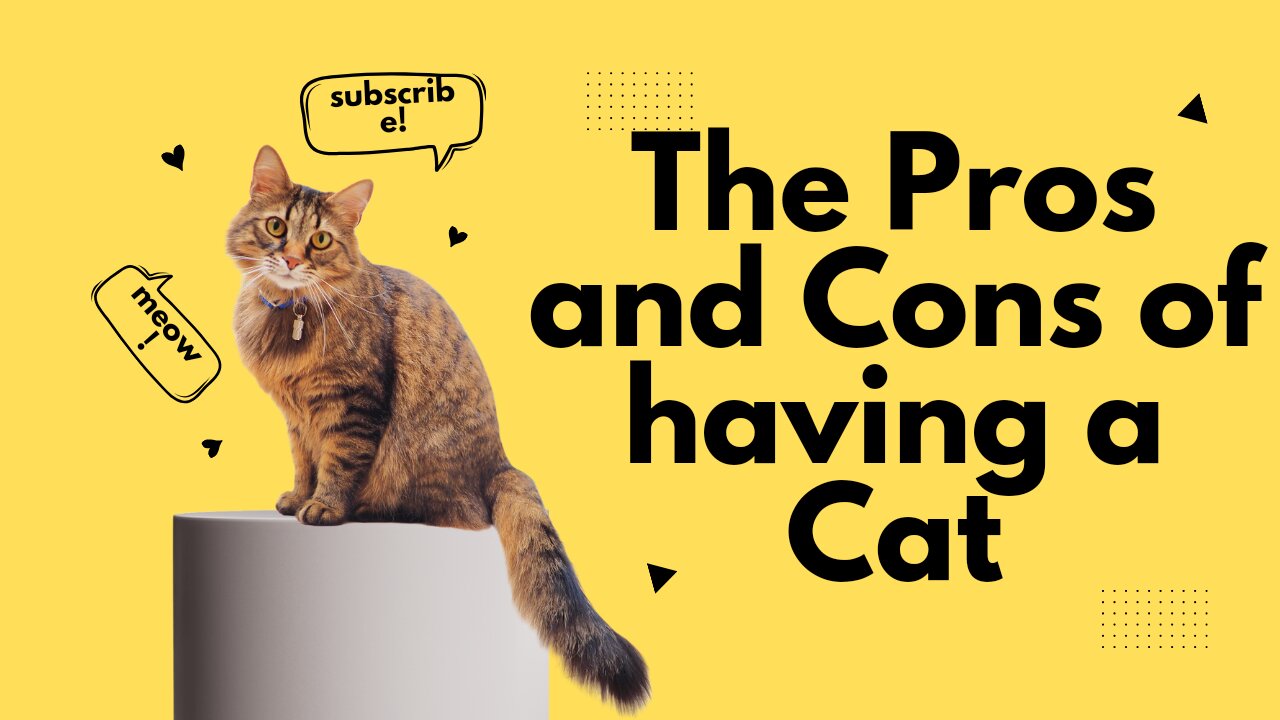 The Pros and Cons of having a Cat