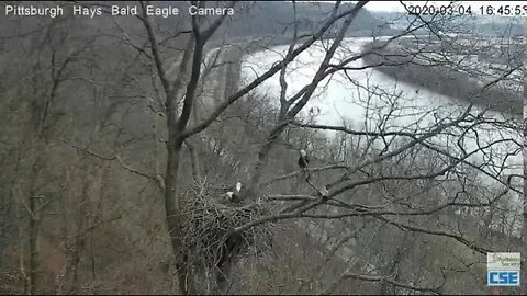 Hays Eagles Dad flys in to check on nest Squirrel exit left 2020 03 04 445pm