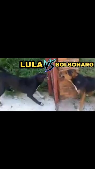 LULA OU BOLSONARO🤣🤣🤣