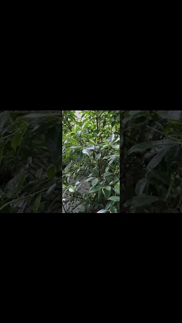 Calming sounds of rain #shorts