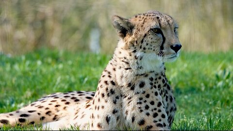 "A majestic cheetah surveys its surroundings, showcasing its iconic spotted coat and piercing gaze"