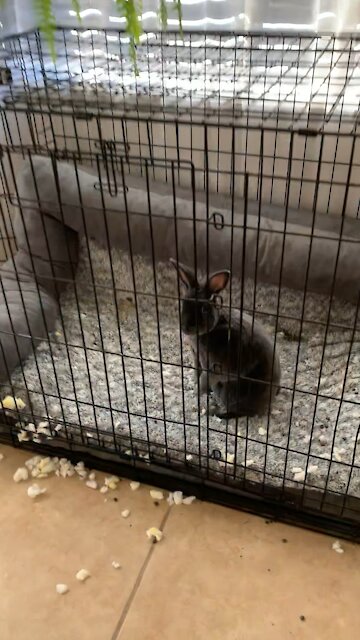 We left our puppys crate door open. Our rabbit let us know how she felt about the new guy.