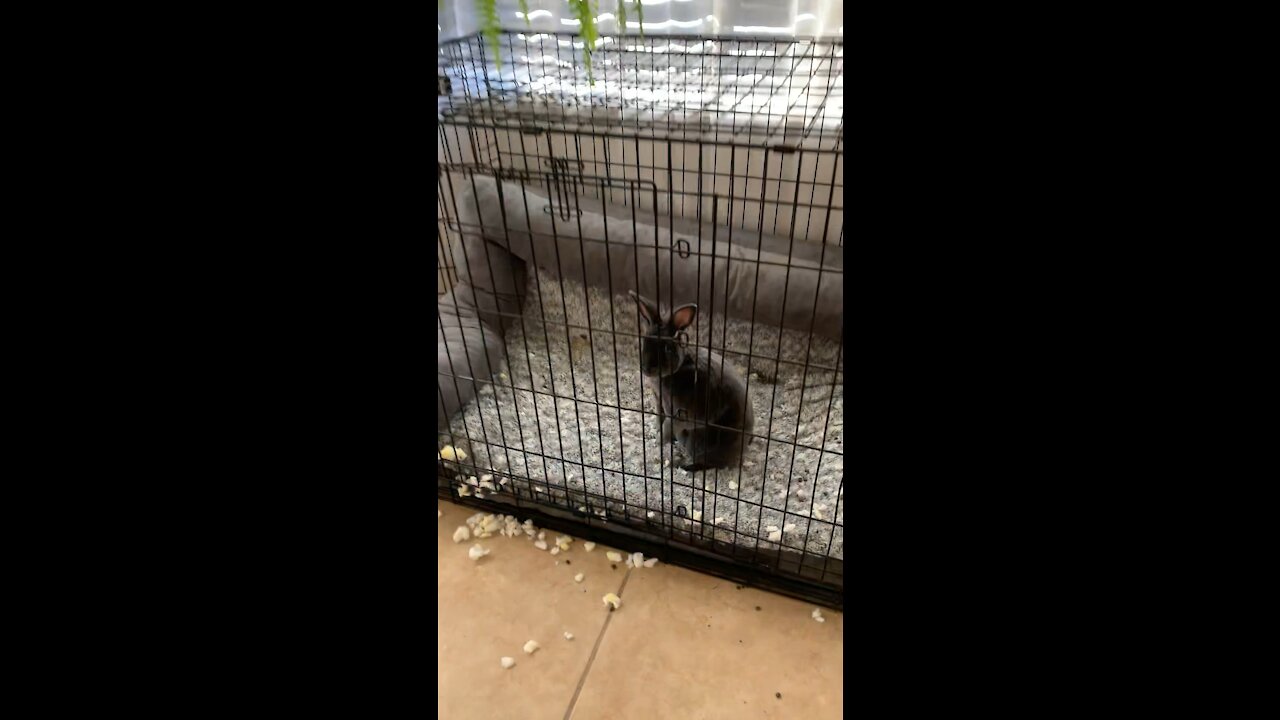 We left our puppys crate door open. Our rabbit let us know how she felt about the new guy.