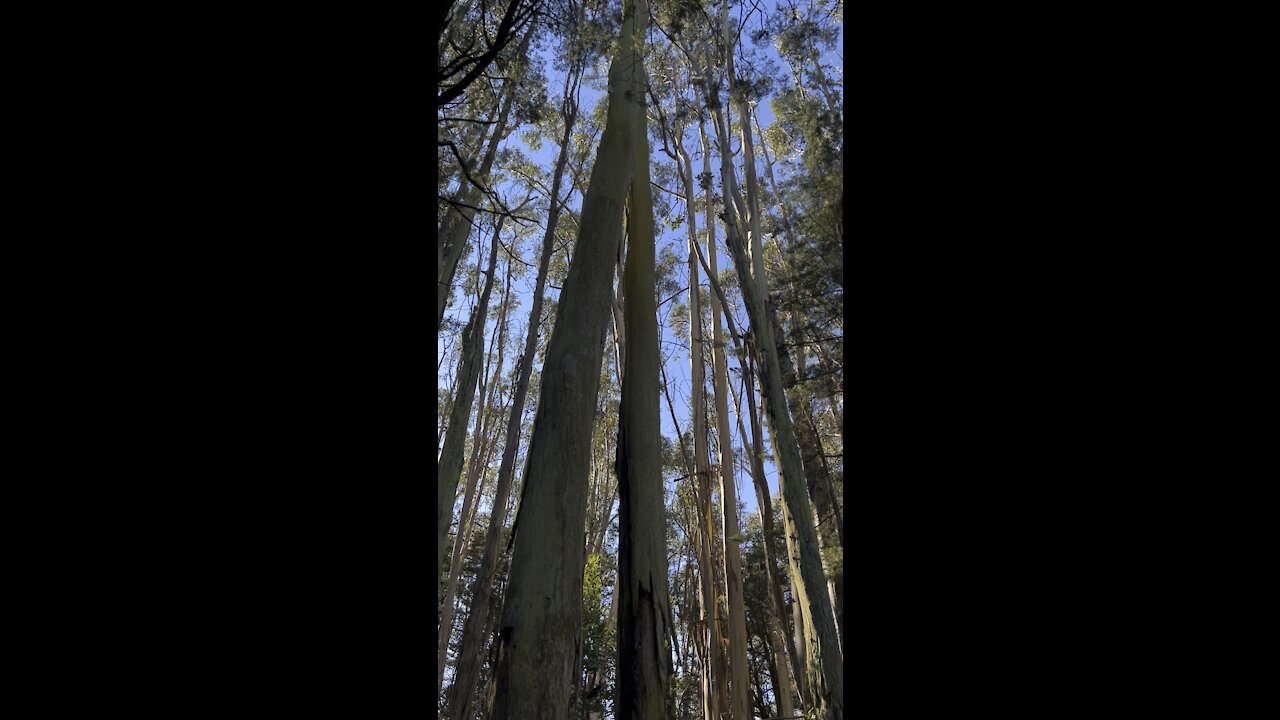 Eucalyptus Forest