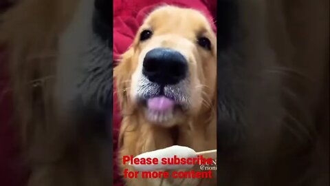 Oooo loliipop 🥺❤️ please get this viral | #viral | #funnydogs | #trending | #shorts