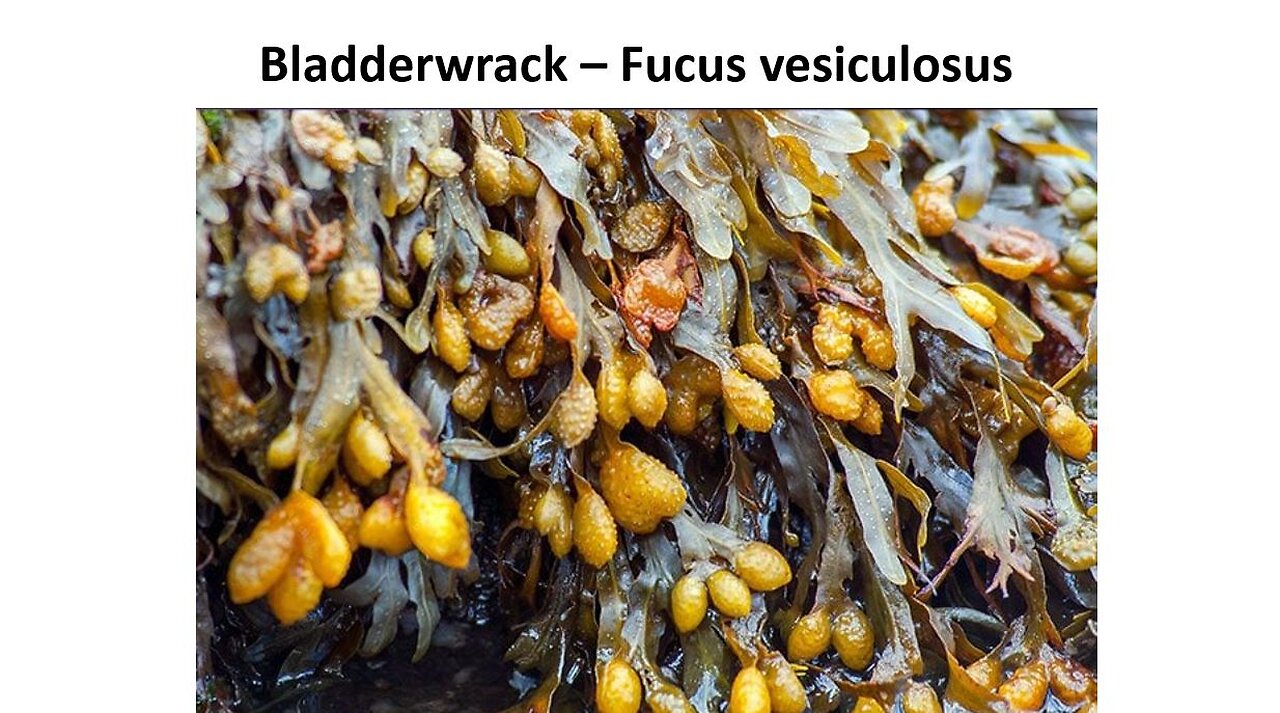 Bladderwrack Seaweed - Natural Iodine Supplement, Skin Health & More