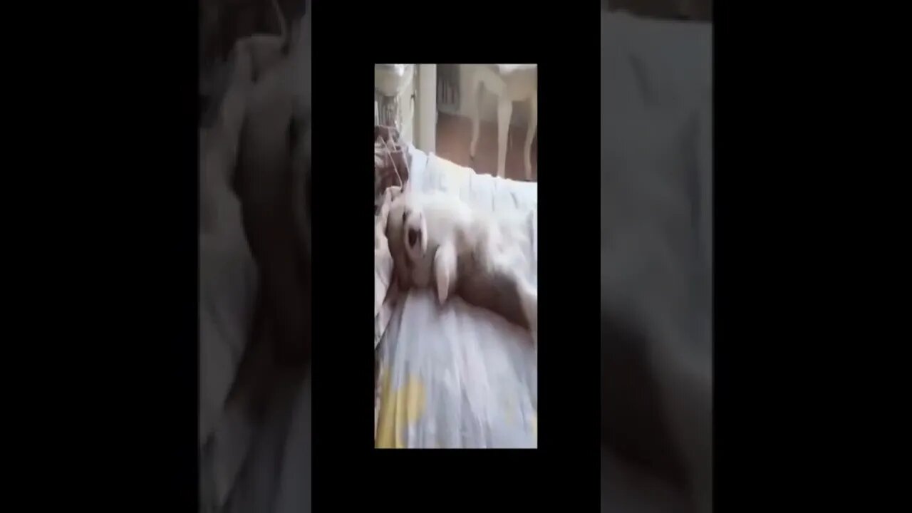 cute dog 104