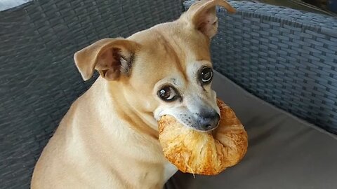 Best funny animal moments