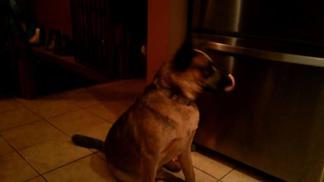 German Shepherd Puzzled By Popcorn