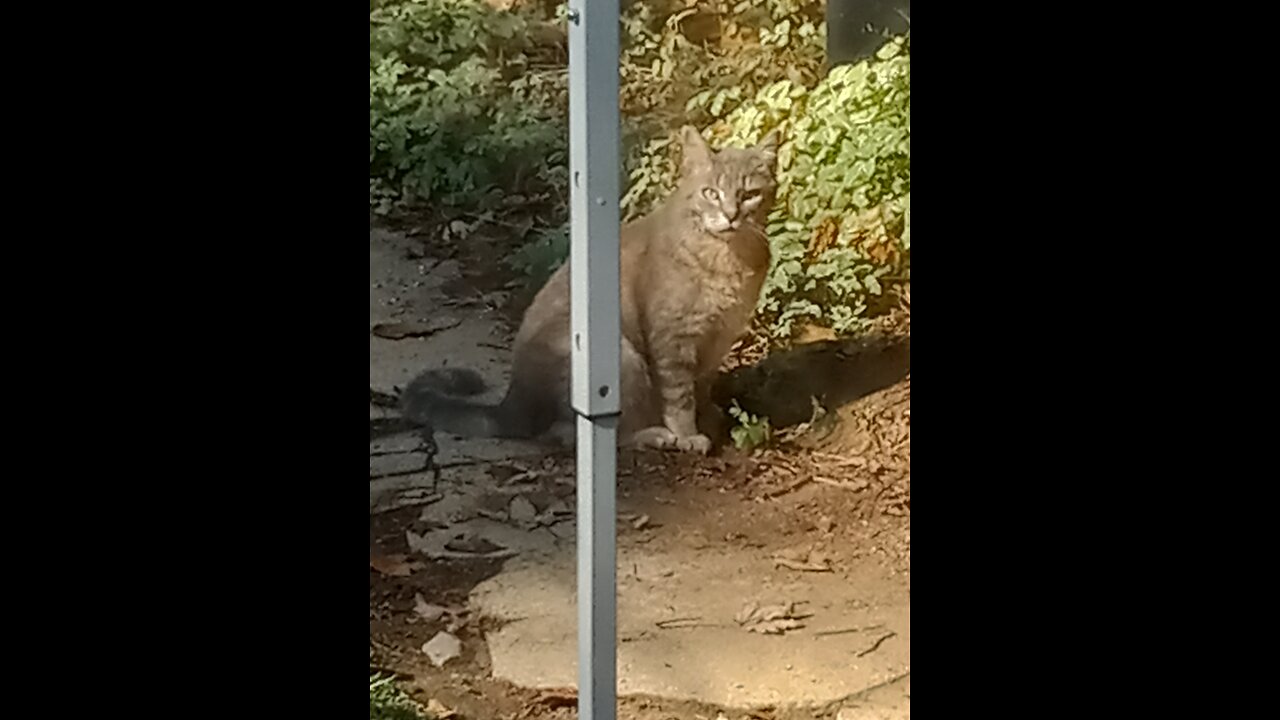 Will Trespass For Catnip