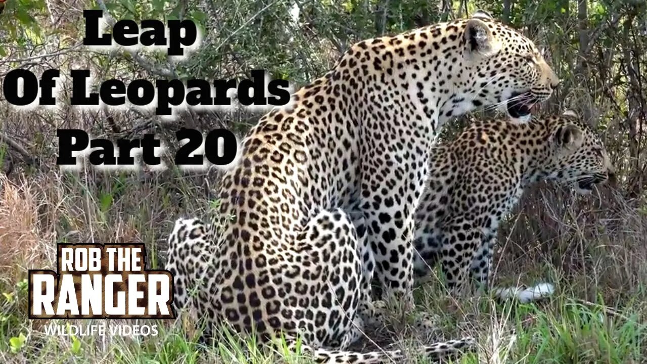 Leap Of Leopards: Mother And Cubs (20): One Cub With Mum