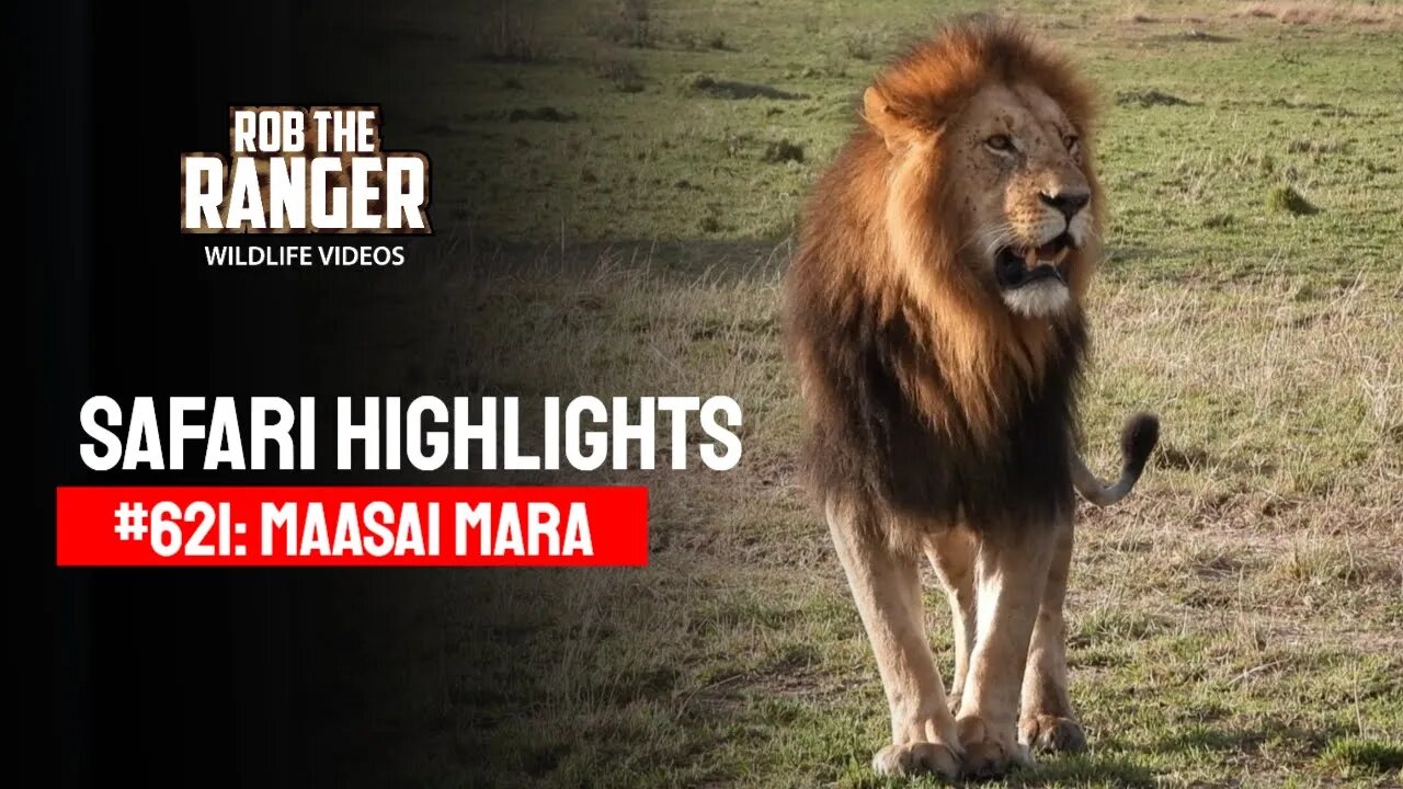 Safari Highlights #621: 26 & 27 August 2021 | Maasai Mara/Zebra Plains | Latest Wildlife Sightings