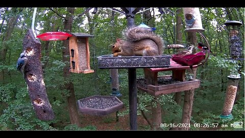 Dad Grosbeak feeds young.