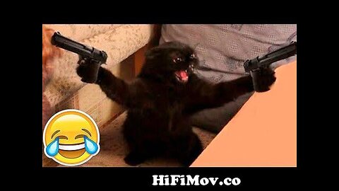 New Funny Animals 😂 Funniest Cats and Dogs Videos 😺🐶