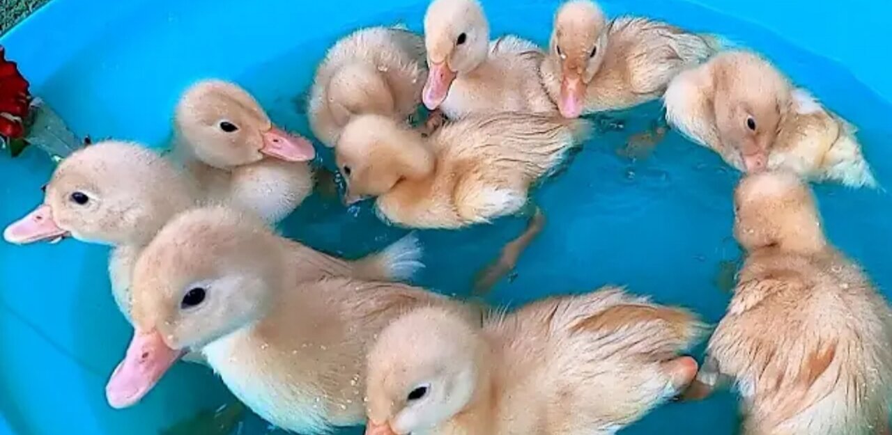 Baby Ducks Ducklings koi Carp fish pleco Halfmoon Betta Goold fish cute baby animals videos