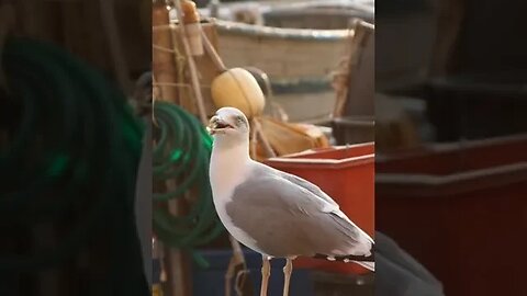 Seagulls waiting for scraps of fish. 😄👍