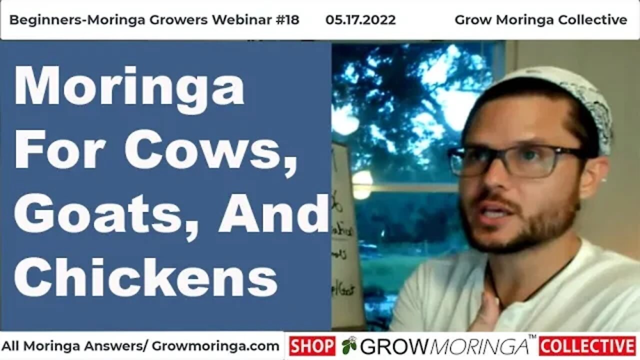 Moringa For Cows, Goats, And Chickens