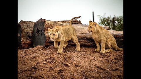 Baby Animals-Incredible nature