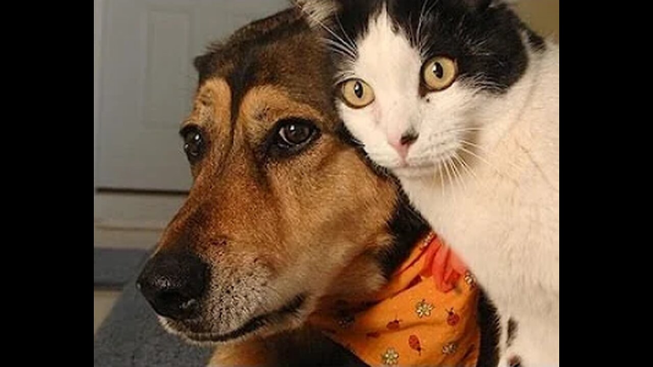 dog and cat
