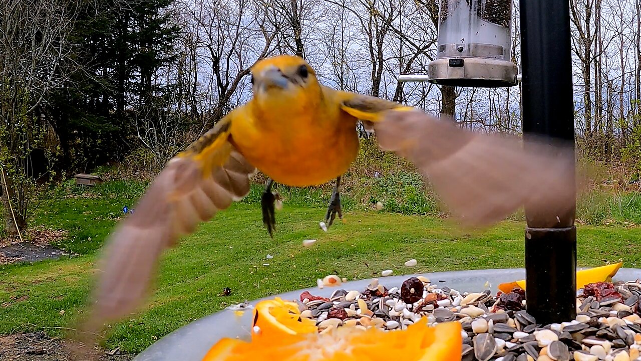 Orioles are one of the most vividly colored birds in North America