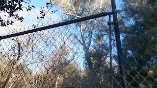 Chain link fence end post