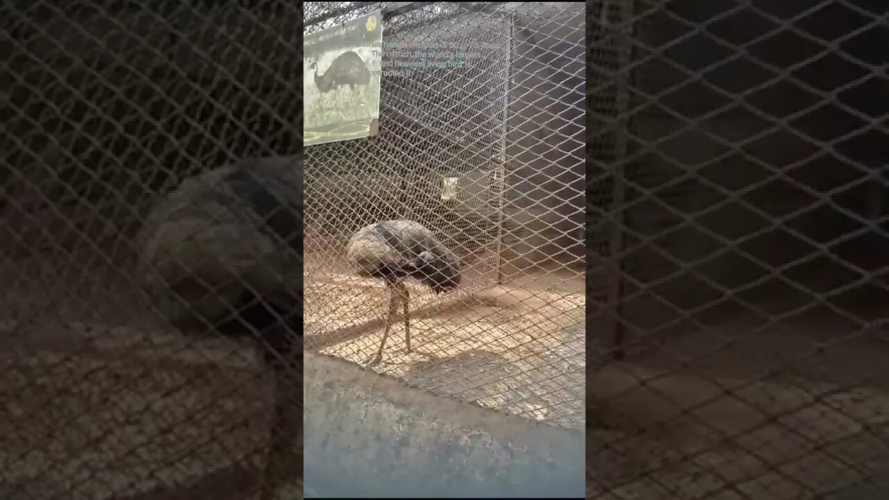 The speciality of the Ostrich bird,#shorts,#Ostrichbird,#Animal,#Tallestbird,#zoo,#Specialbird,#bird