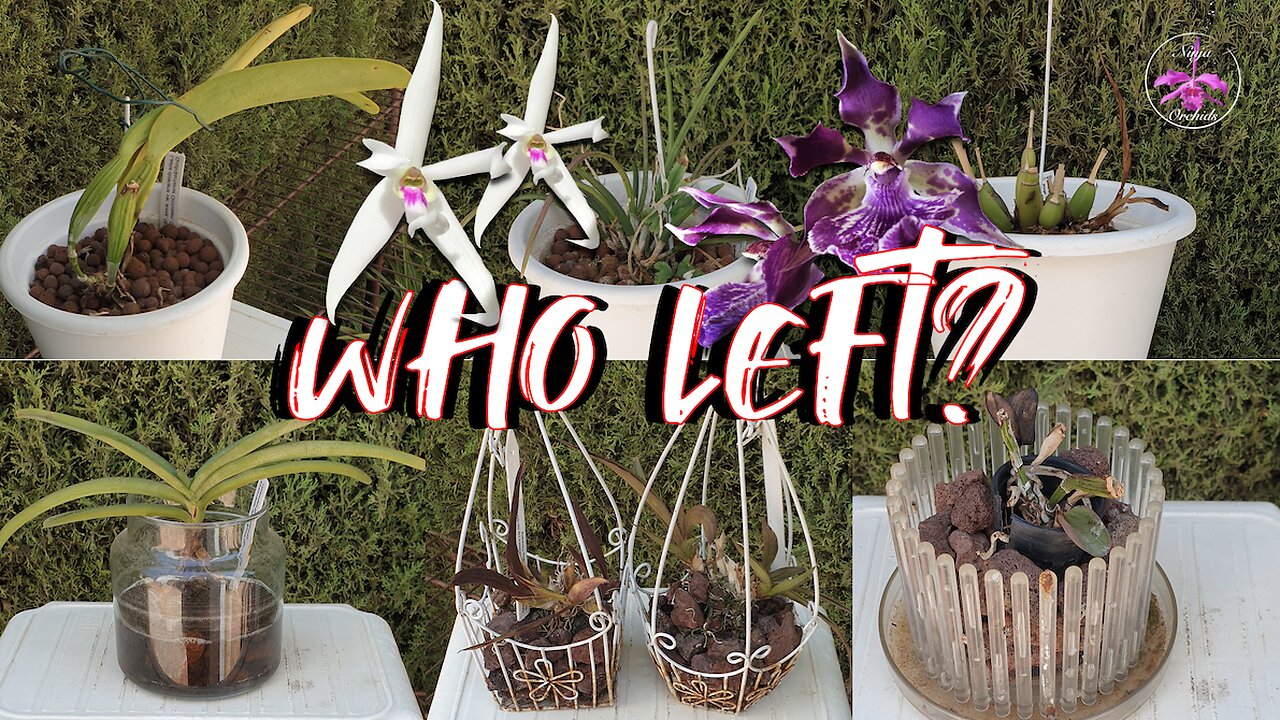 Orchids Leaving the Patio & Why #ninjaorchids #orchid #fail