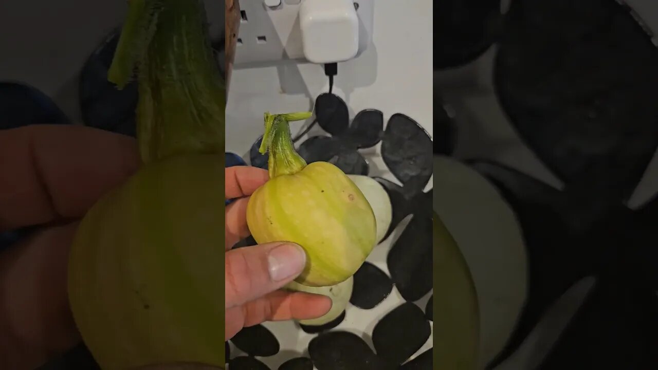 Mini Squash Harvest