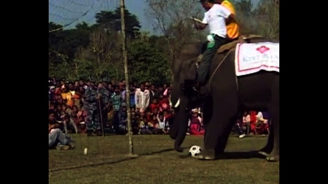 Elephant Soccer
