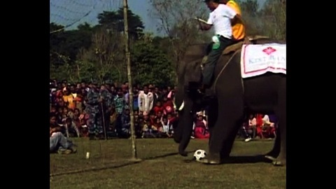 Elephant Soccer