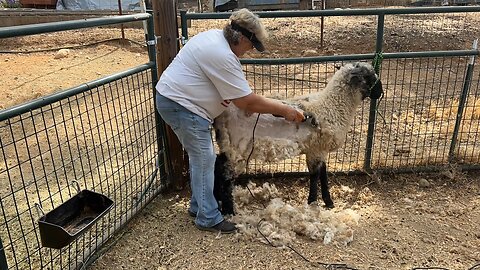 Speed shearing