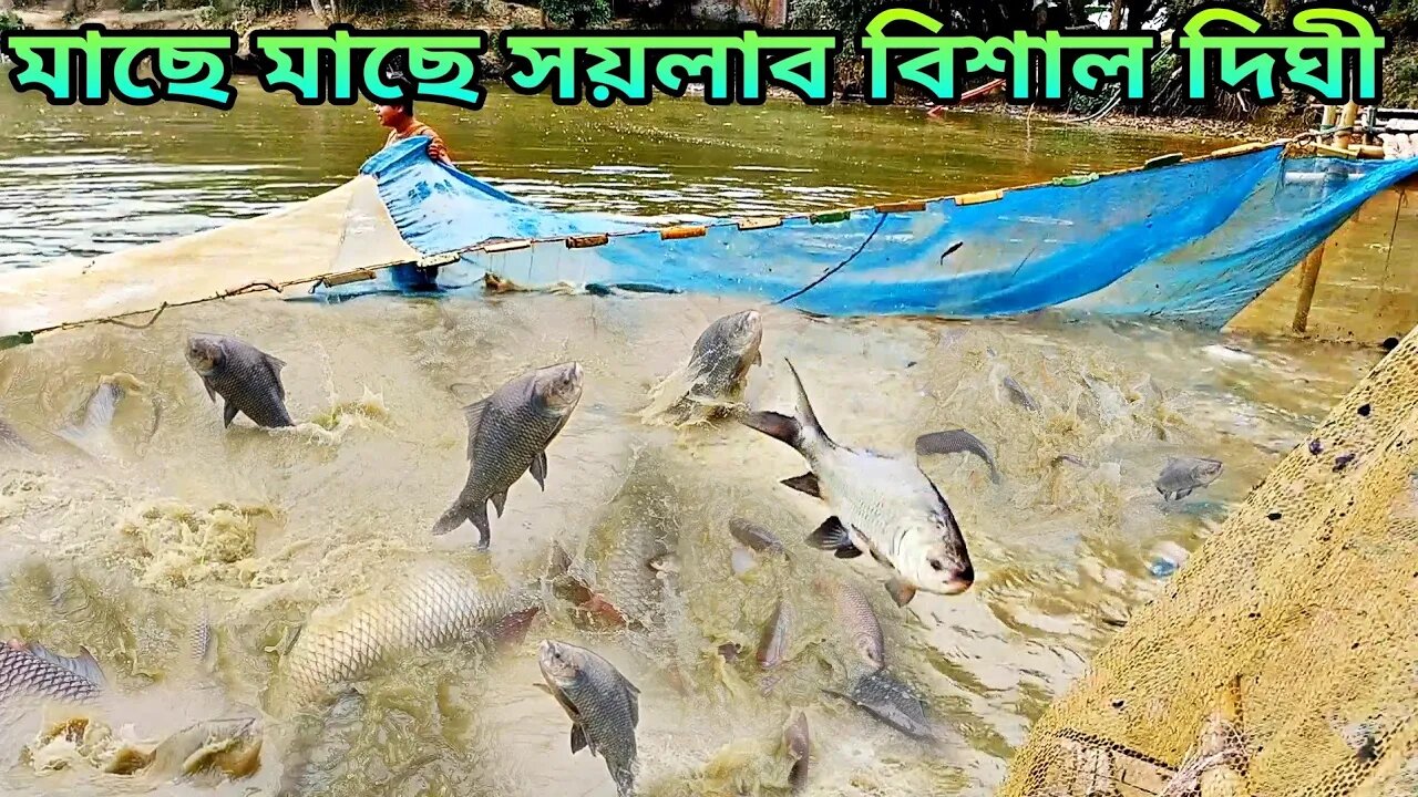 মাছে মাছে বিশাল দিঘী😱Amazing Hand Fishing Video😂Catching fish by the net in the village pond🎣Part-1