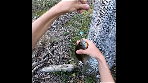 Bluegill Catch