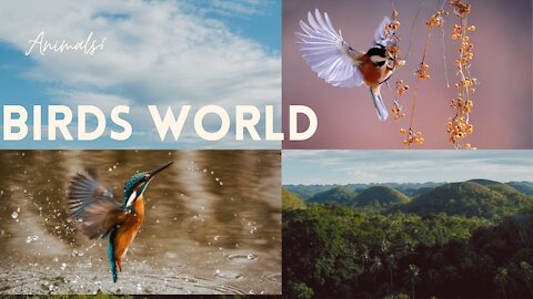 Birds of beautiful colors