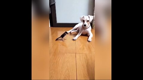 Making friends with a cute little dog and bird.❣️