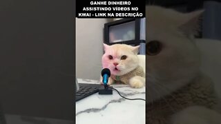 o gato radialista