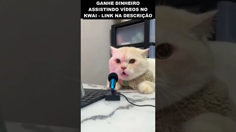 o gato radialista