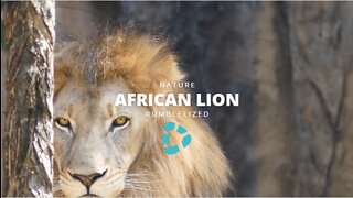 The African Lion