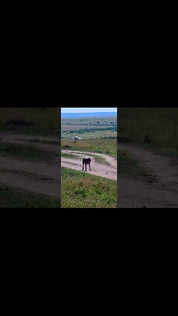 Cheetah In The Move #Wildlife | #ShortsAfrica | HolidaysWithShorts