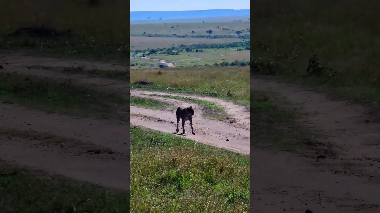 Cheetah In The Move #Wildlife | #ShortsAfrica | HolidaysWithShorts