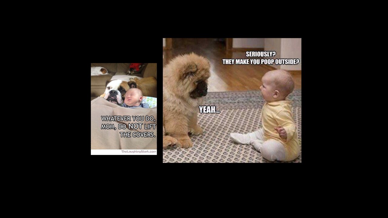 Baby dogs - cute and funny dog videos